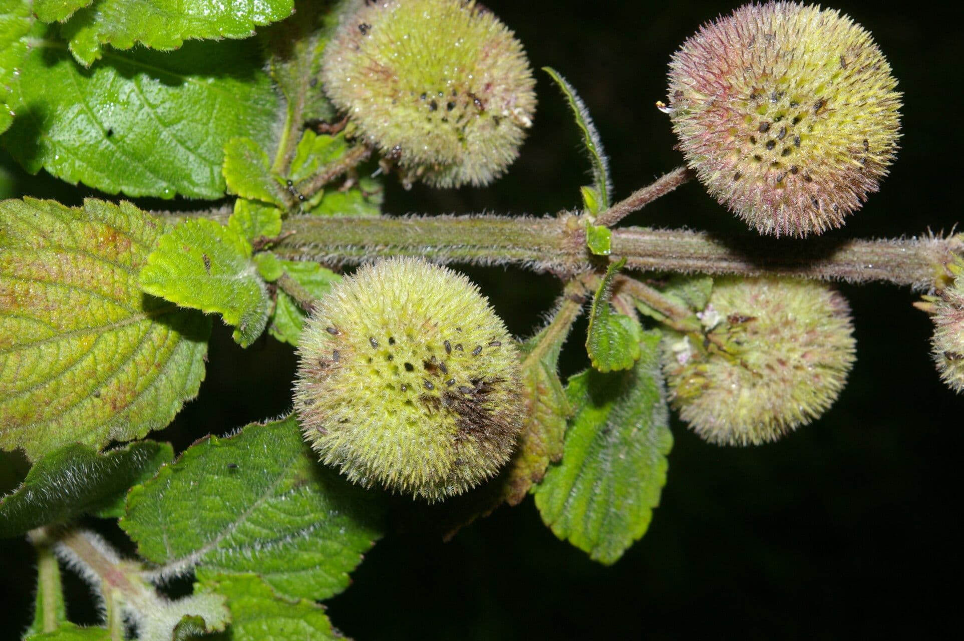 Hyptis sinuata 3