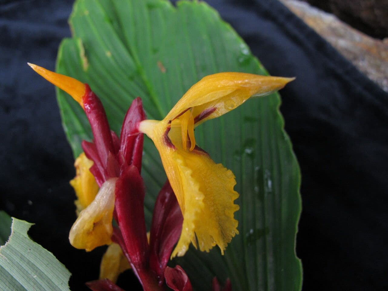 Cautleya 3