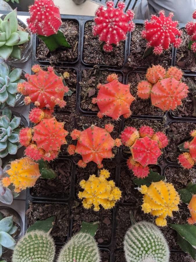 Cactus lunare 30