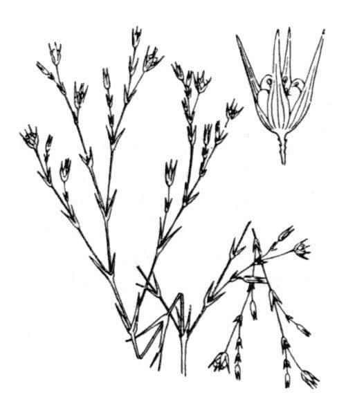Bufonia tenuifolia 2