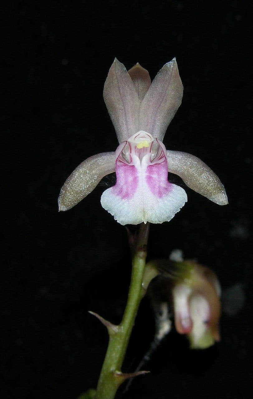 Orchidea monaca 9