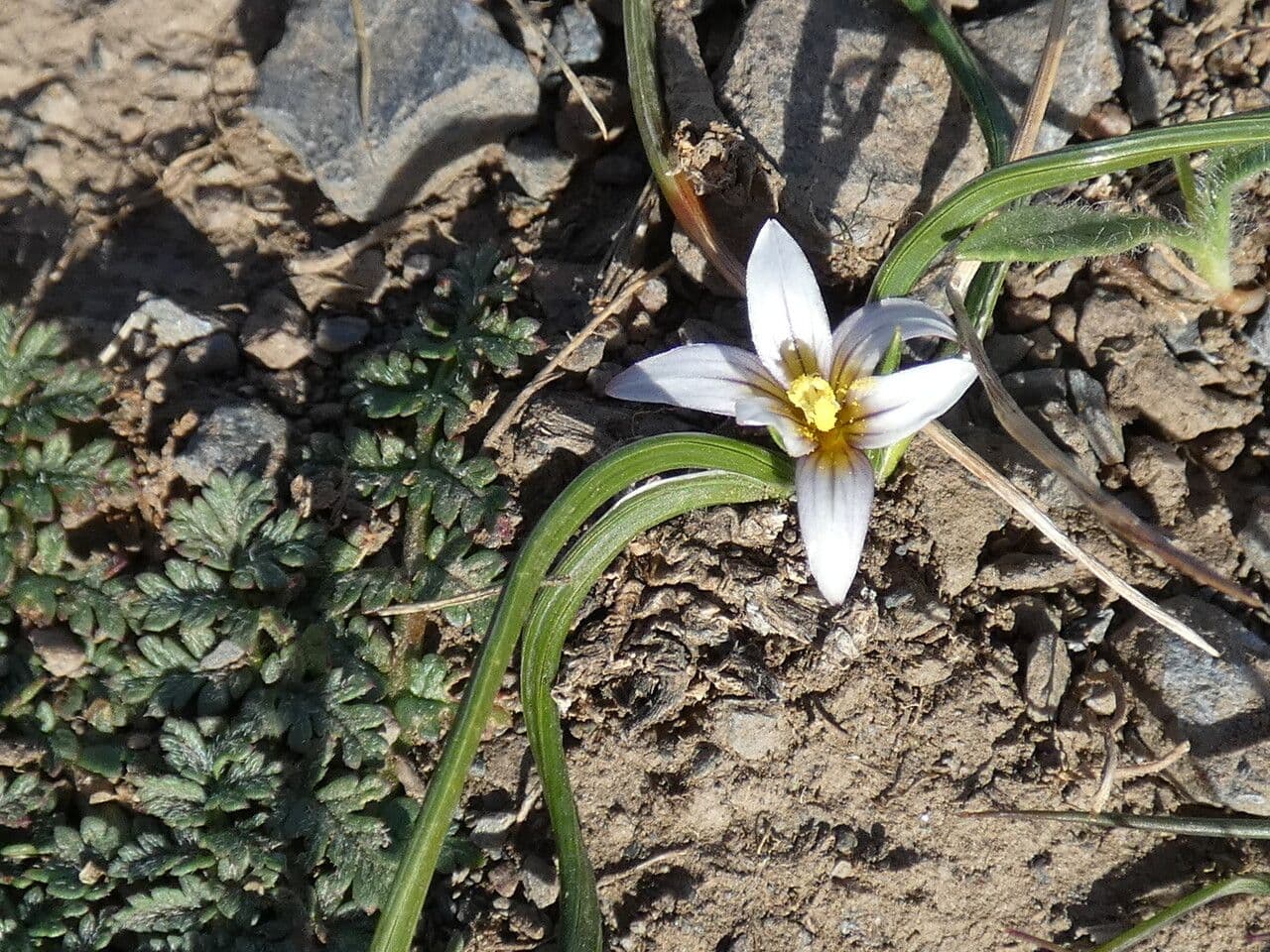 Romulea 25