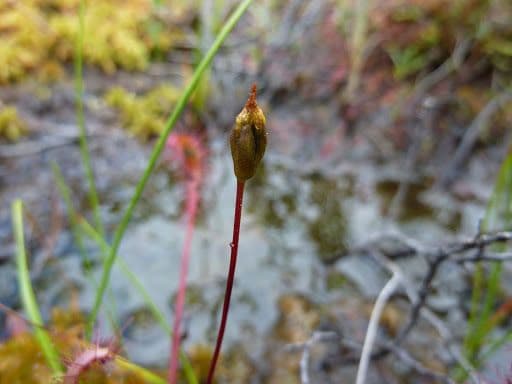 Drosera anglica 2