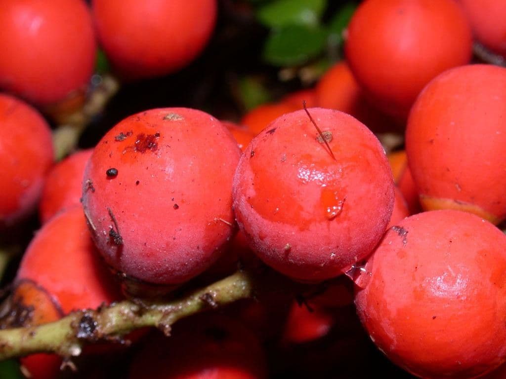 Bactris