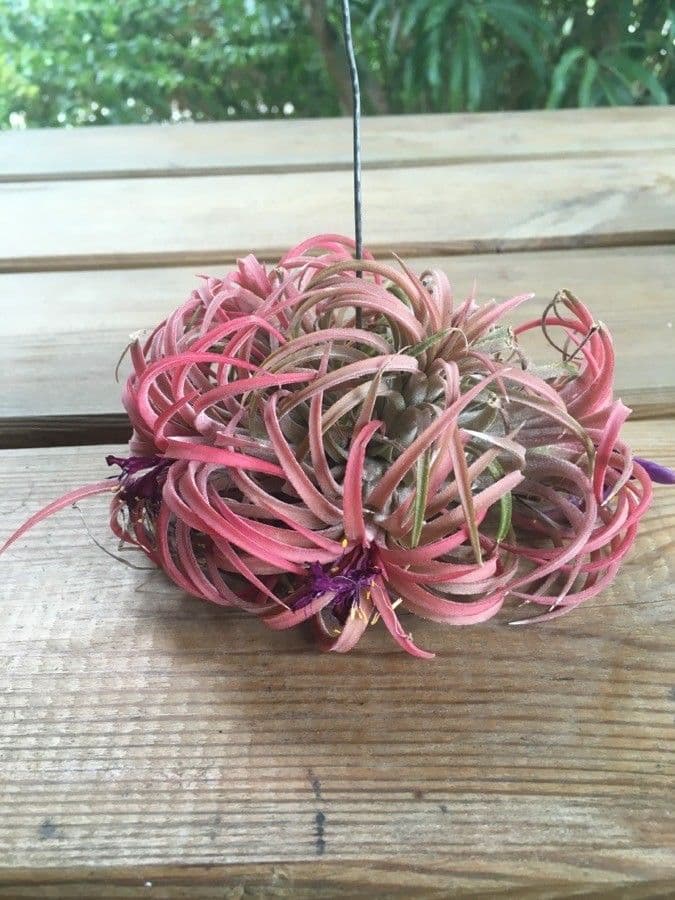 Tillandsia ionantha 3