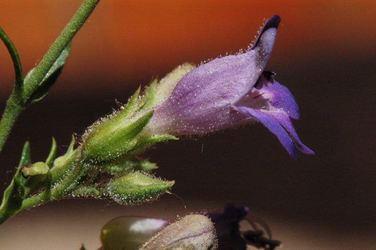 Linaria-like Penstemon 2