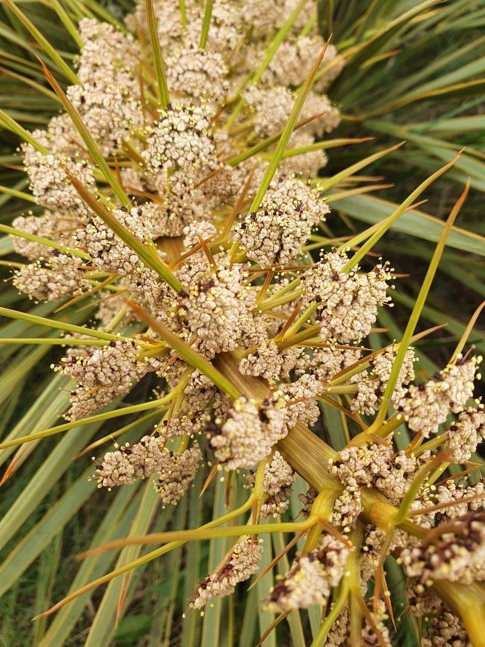 Aciphylla aurea 2
