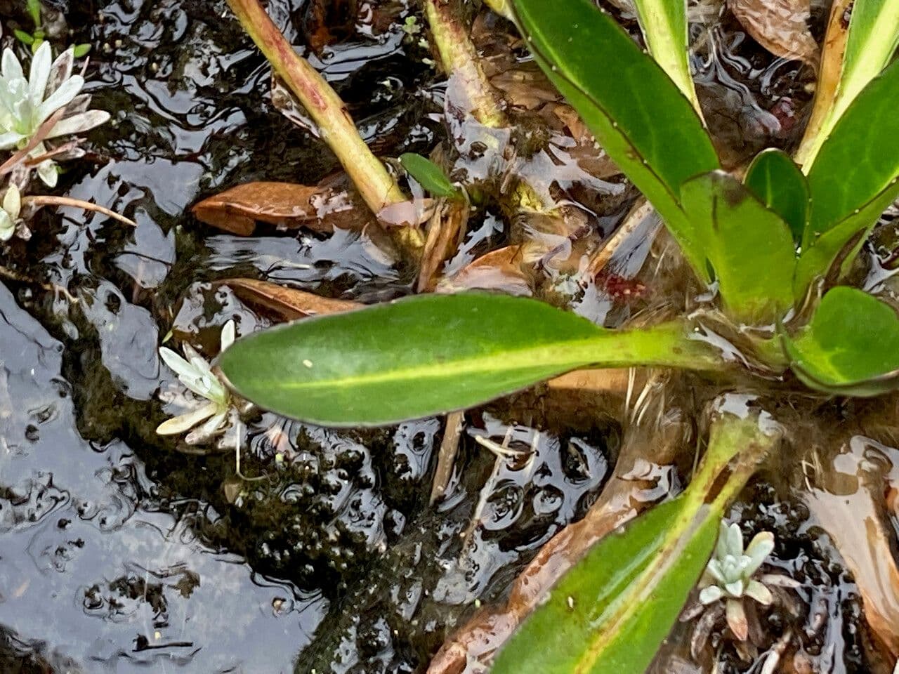 Oritrophium limnophilum 15