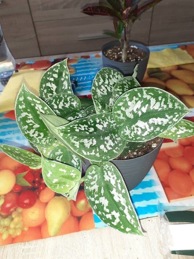 Scindapsus 10