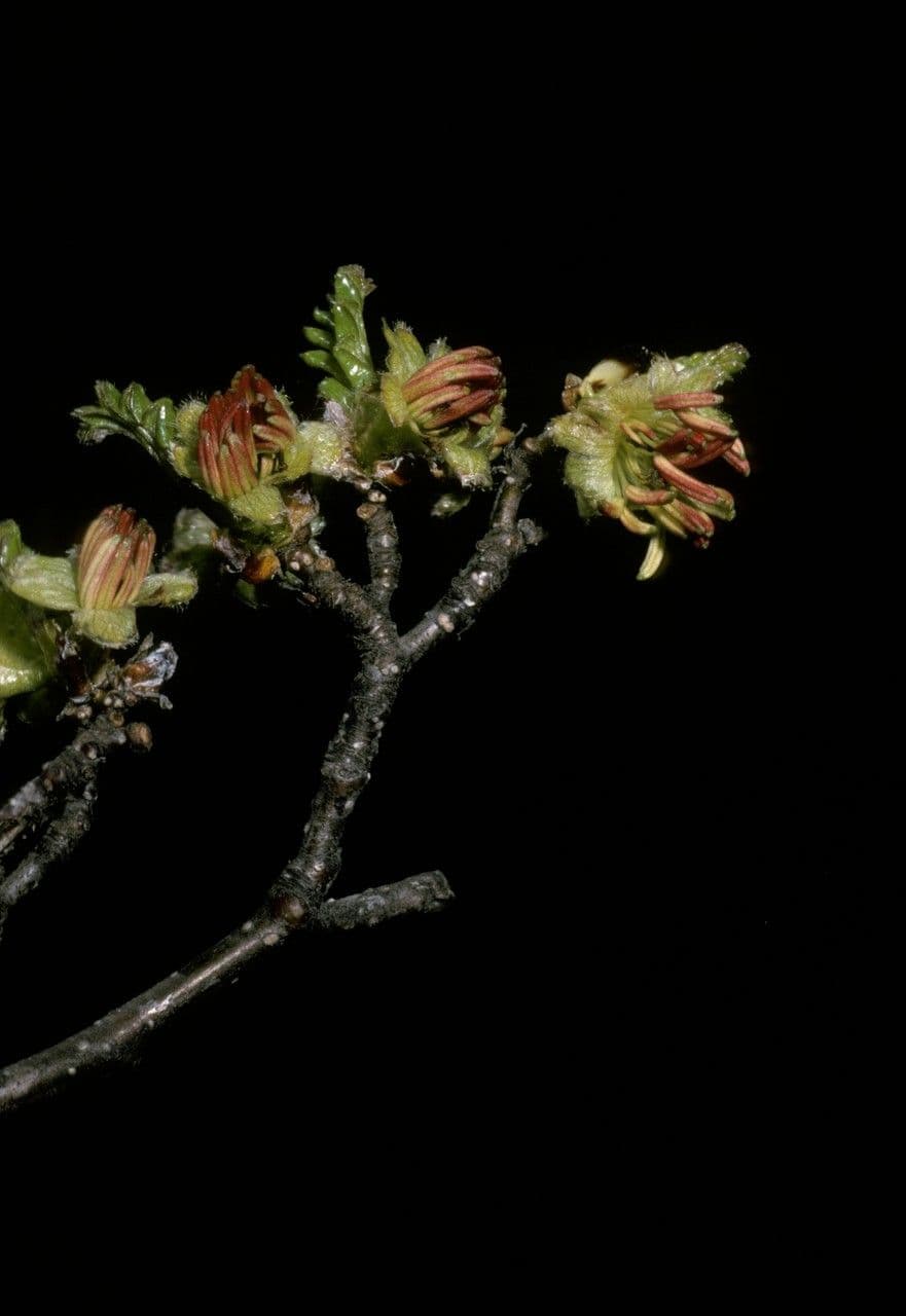 Nothofagus 2