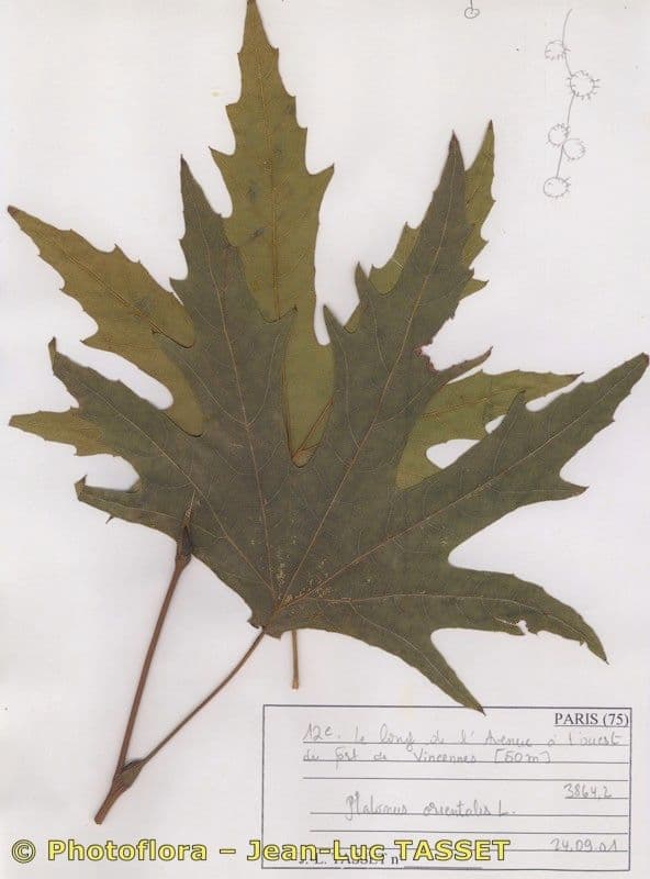 Platanus orientalis 27