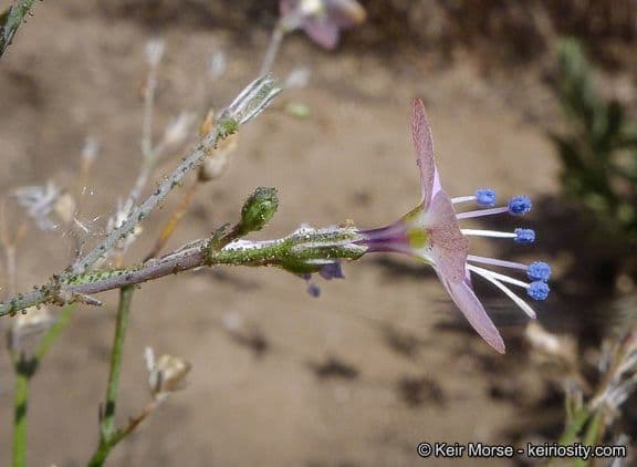 Saltugilia 5