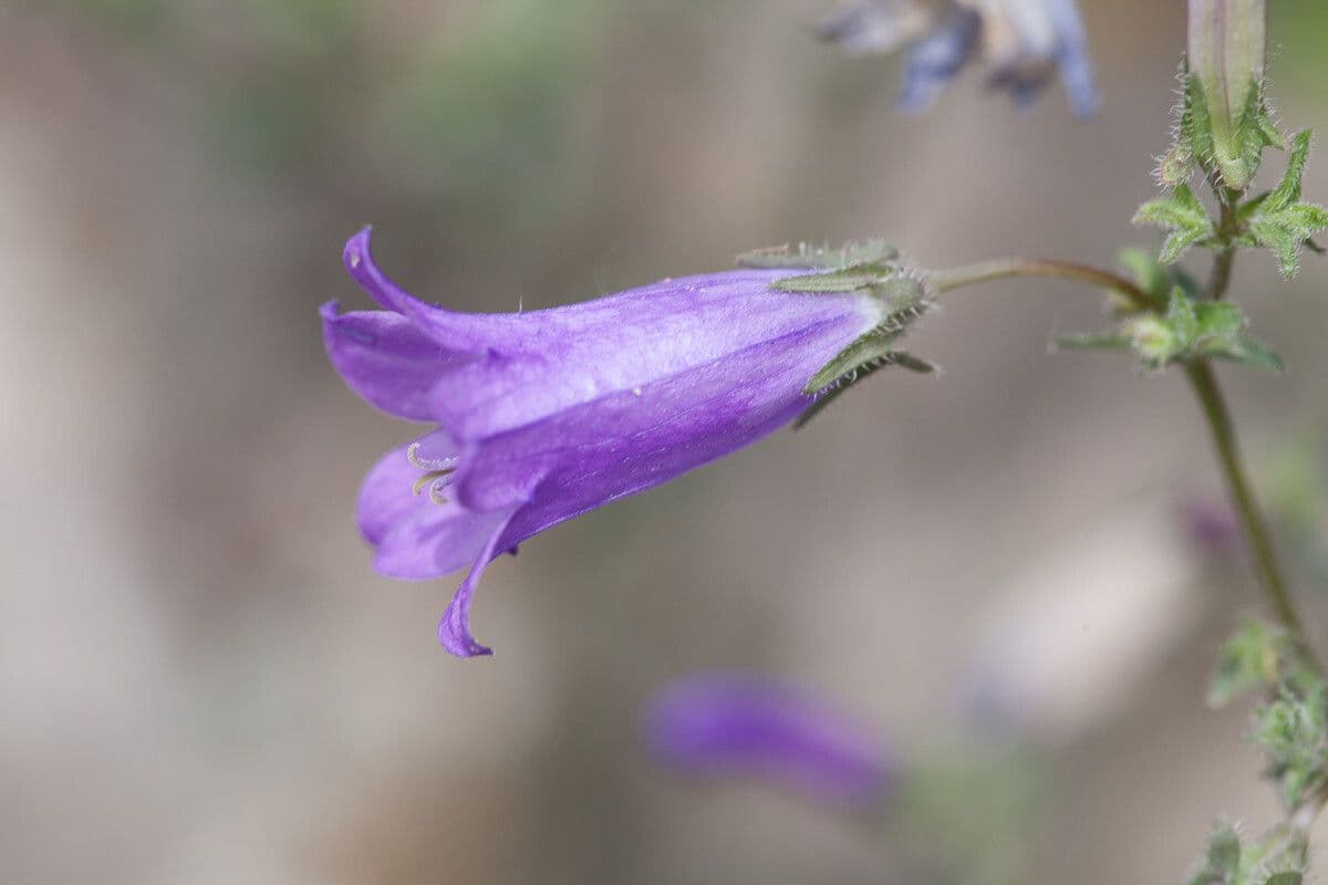Campanula siberiana 2