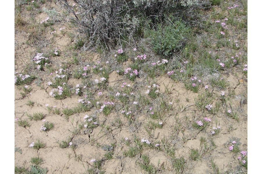 Phlox 10