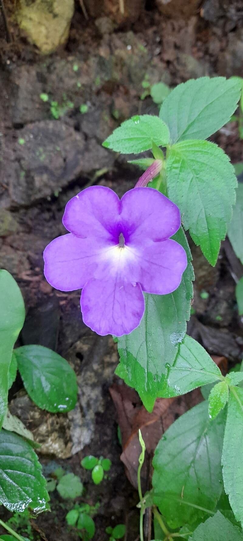 Achimenes 3