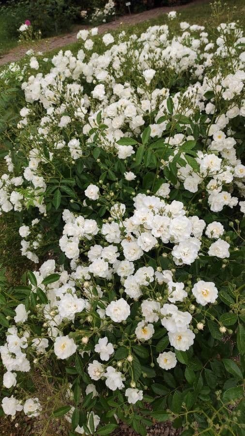 Moschus-Rose 14