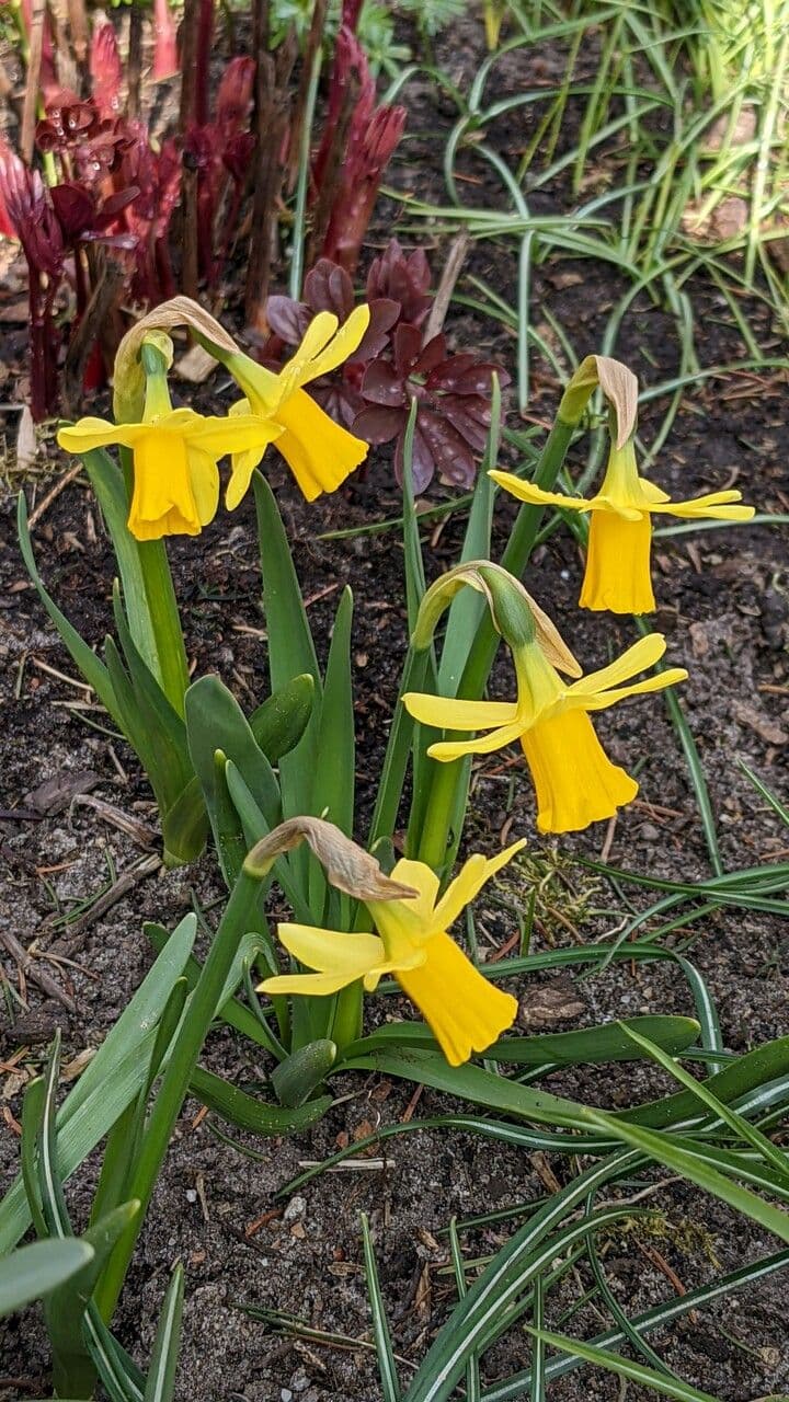 Narciso ciclamino 10