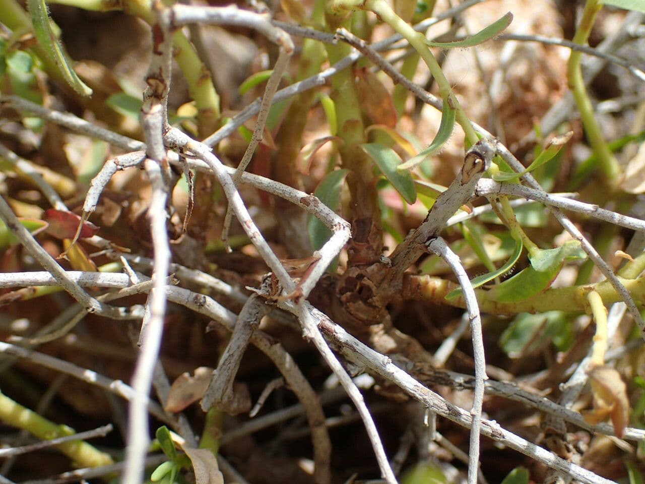 Euphorbia 21