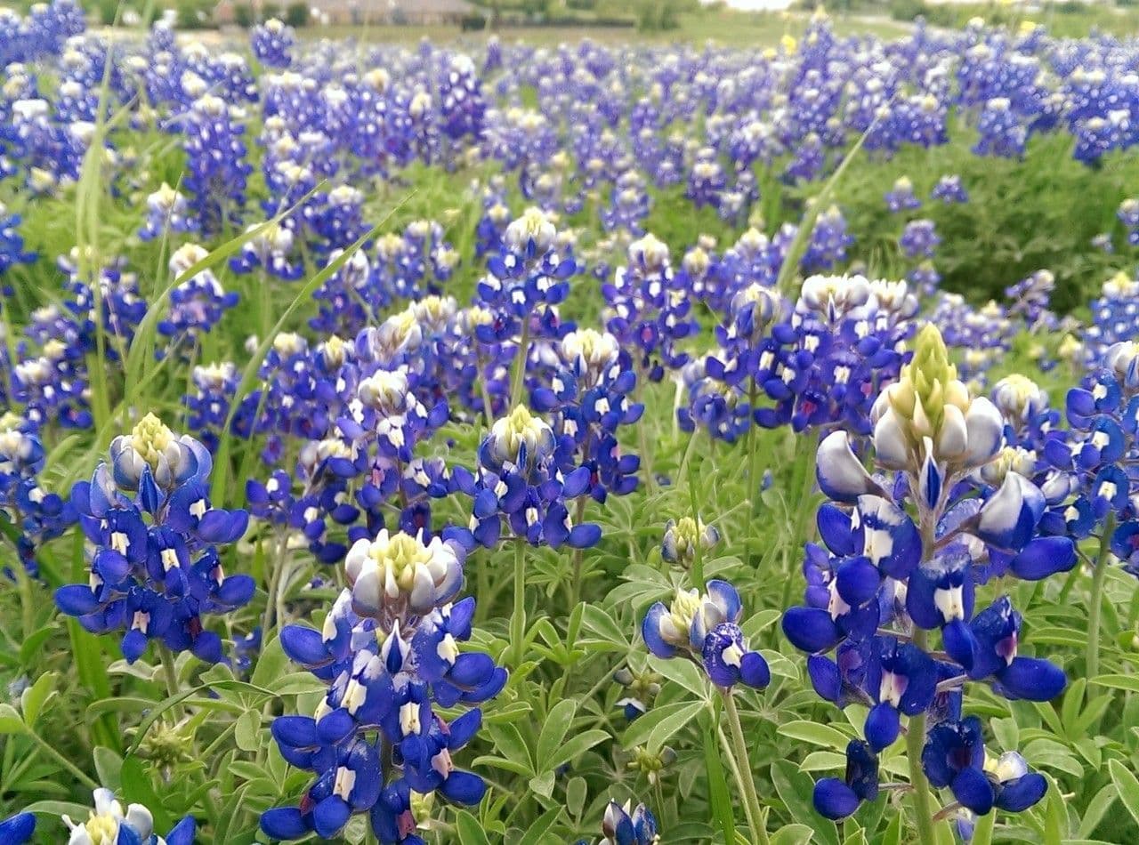 Lupinus texensis 23