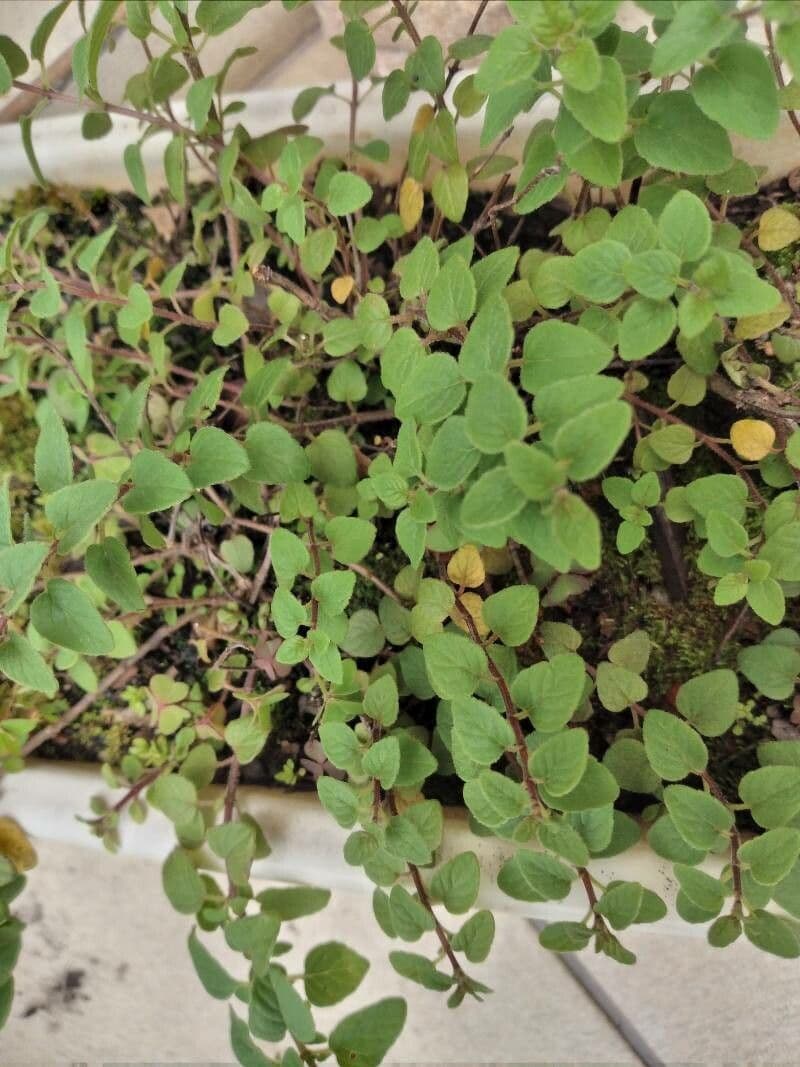 Oregano 3