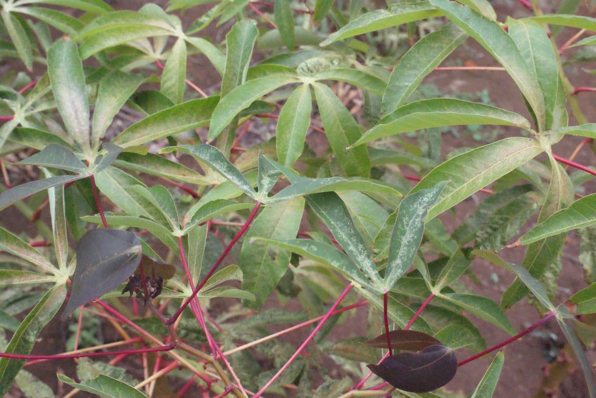 Zanthoxylum 8