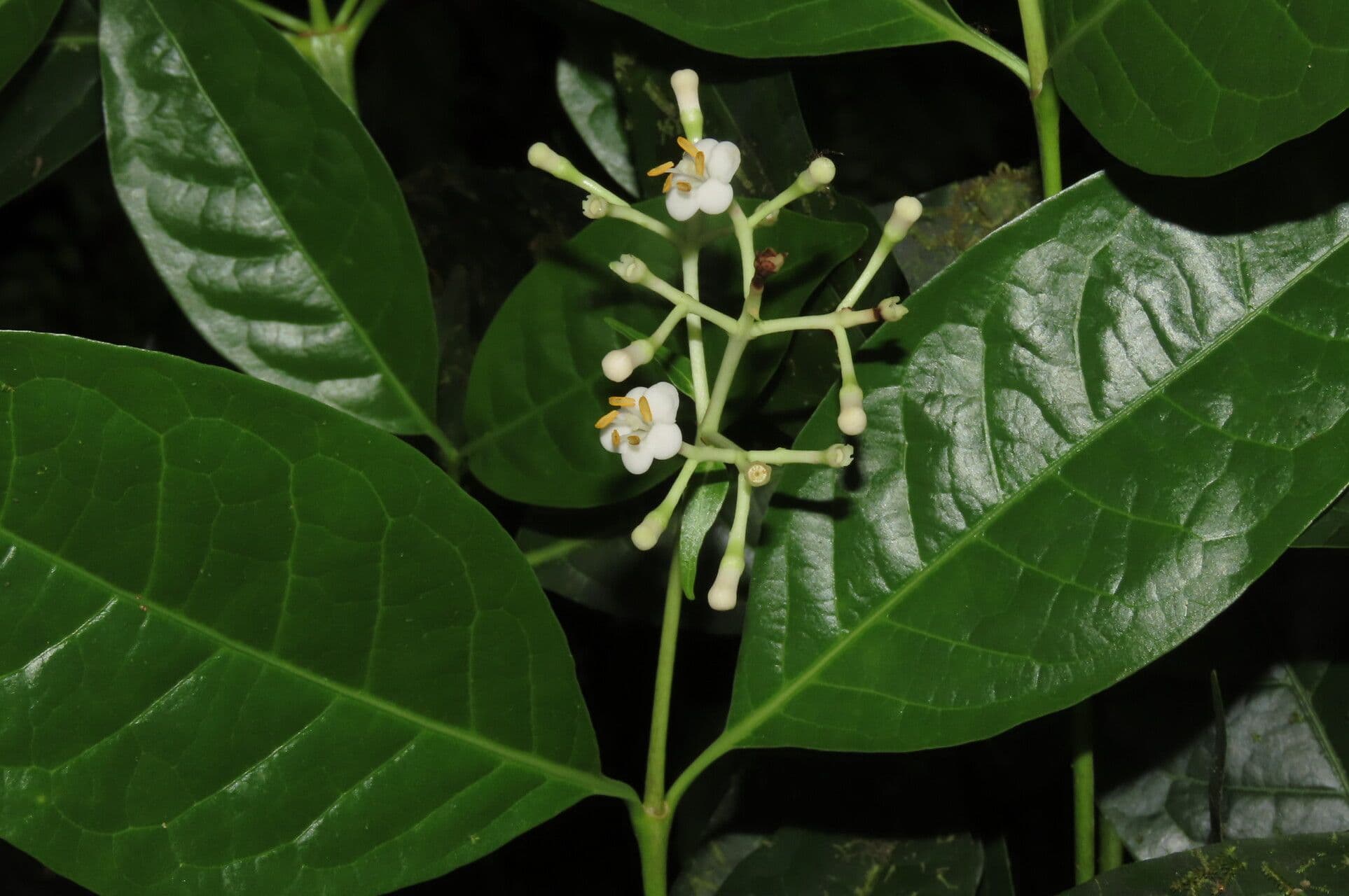 Chione venosa 11