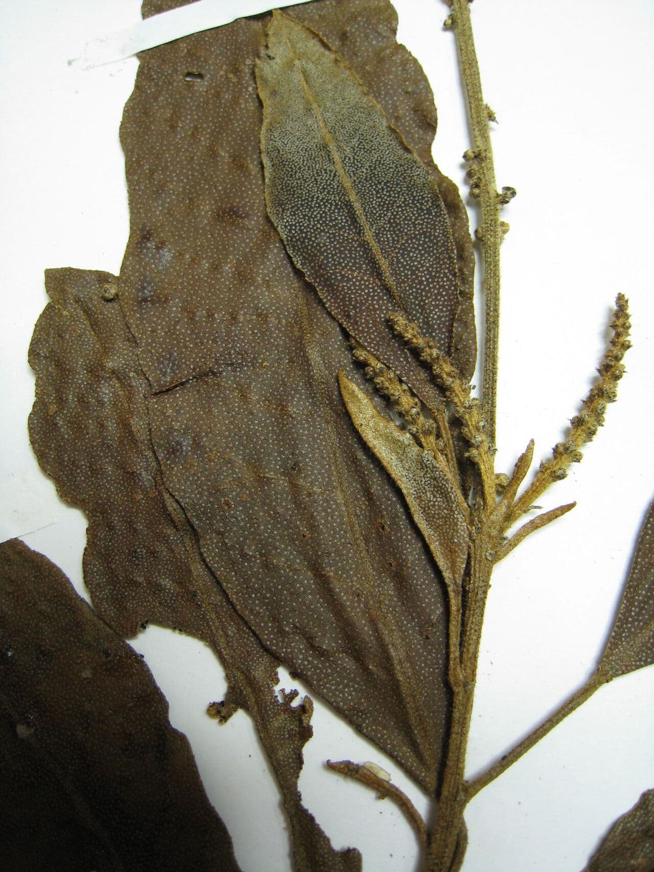 Croton cuneatus 5