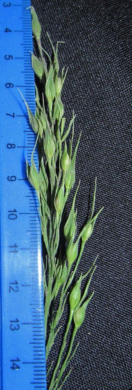 Olyra latifolia 22