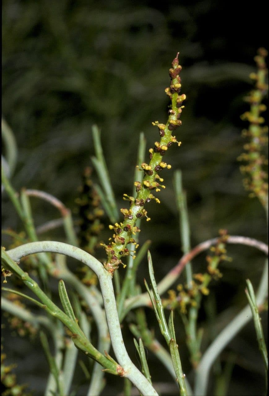 Spegazziniophytum