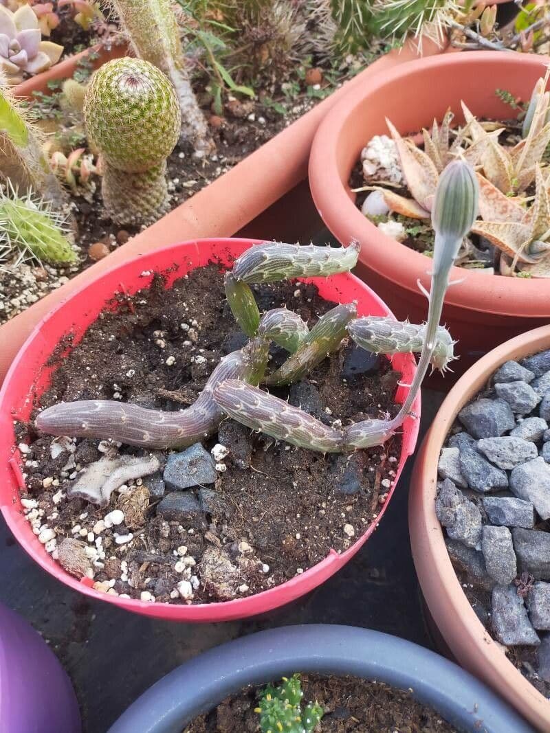 Kleinia 9