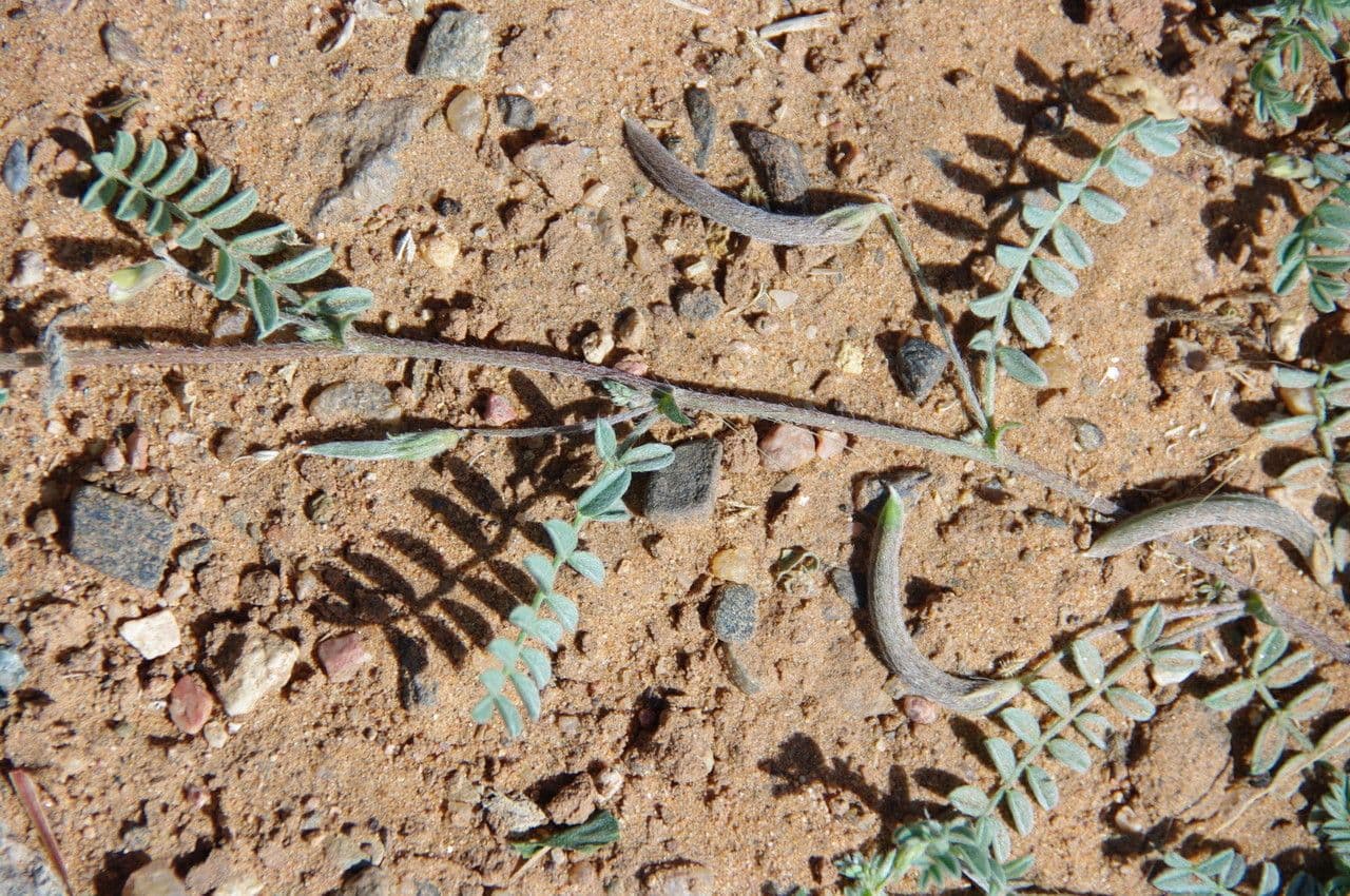 Astragalo 13