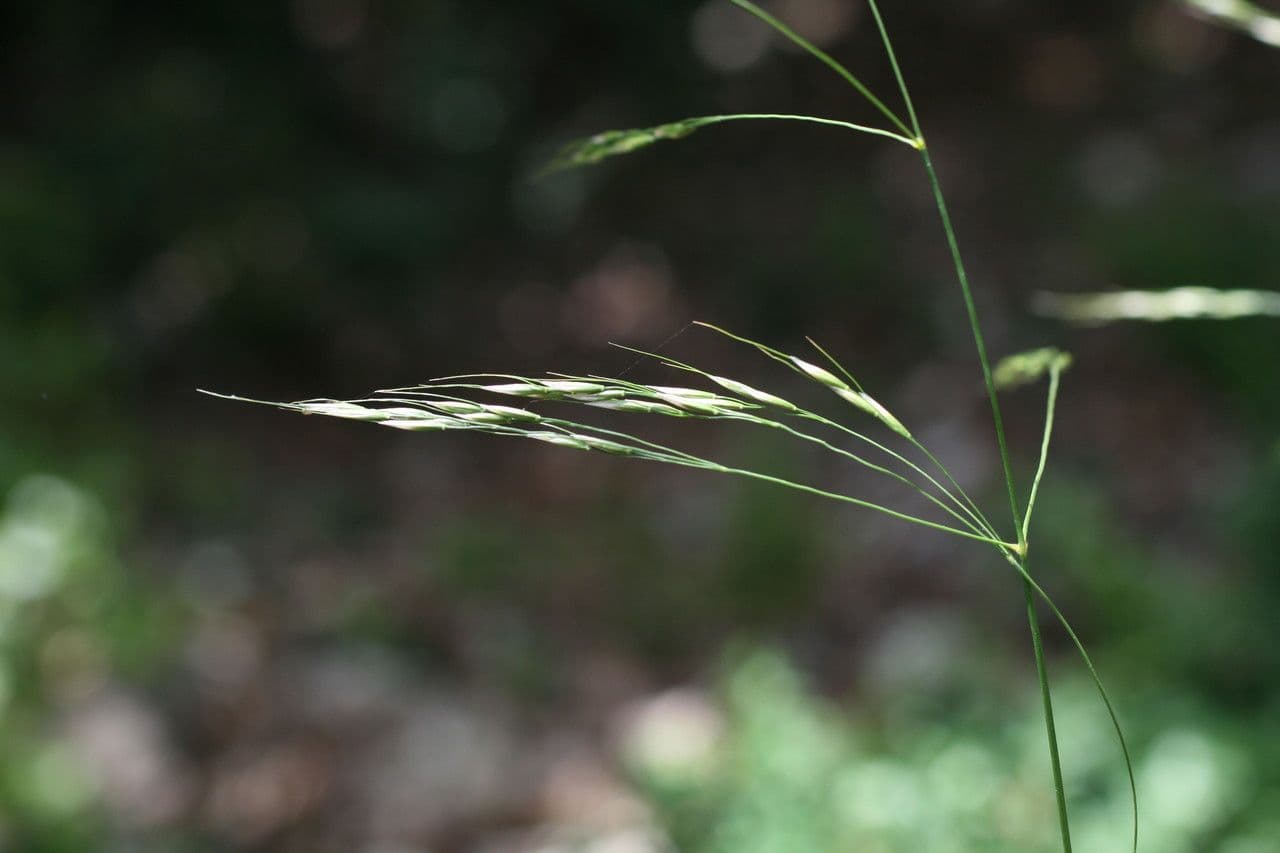 Achnatherum paradoxum 4