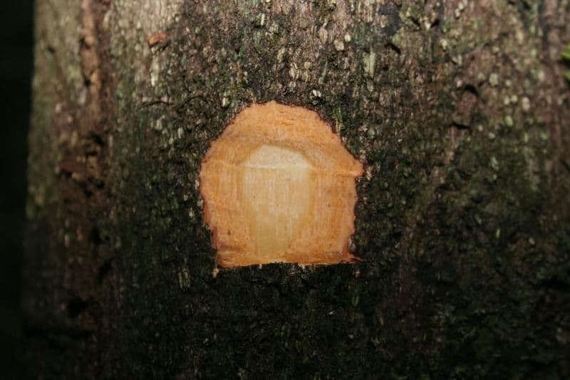 Cassipourea 17