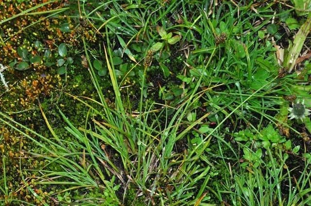 Carex di Lachenal 15