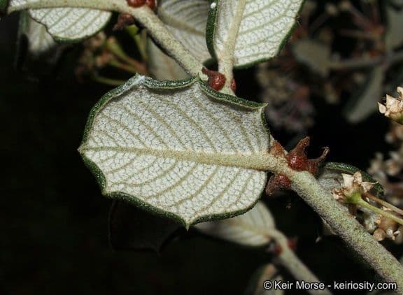 Ceanothus 16