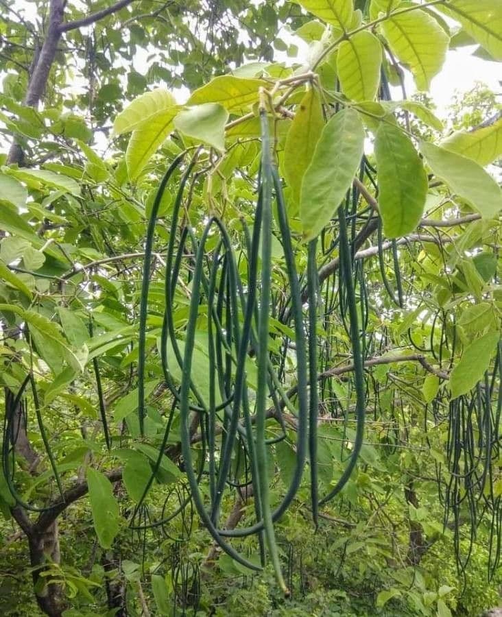 Wrightia 2