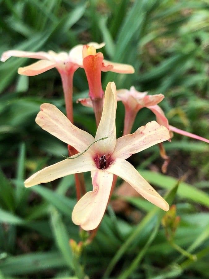 Ixia 5