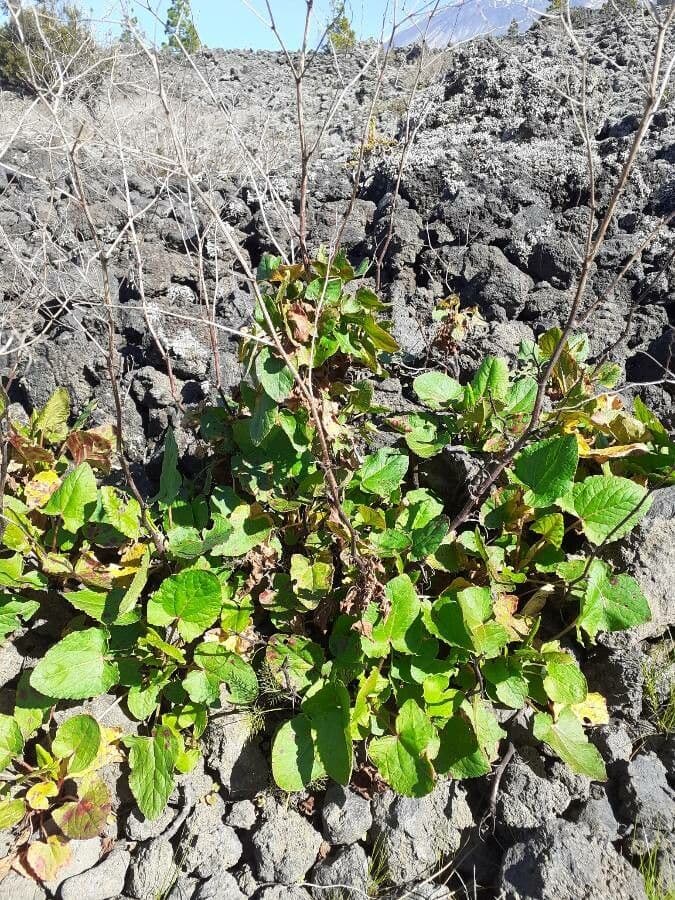 Rumex maderensis 10