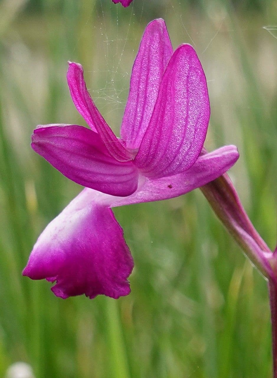 Orchide di palude 6