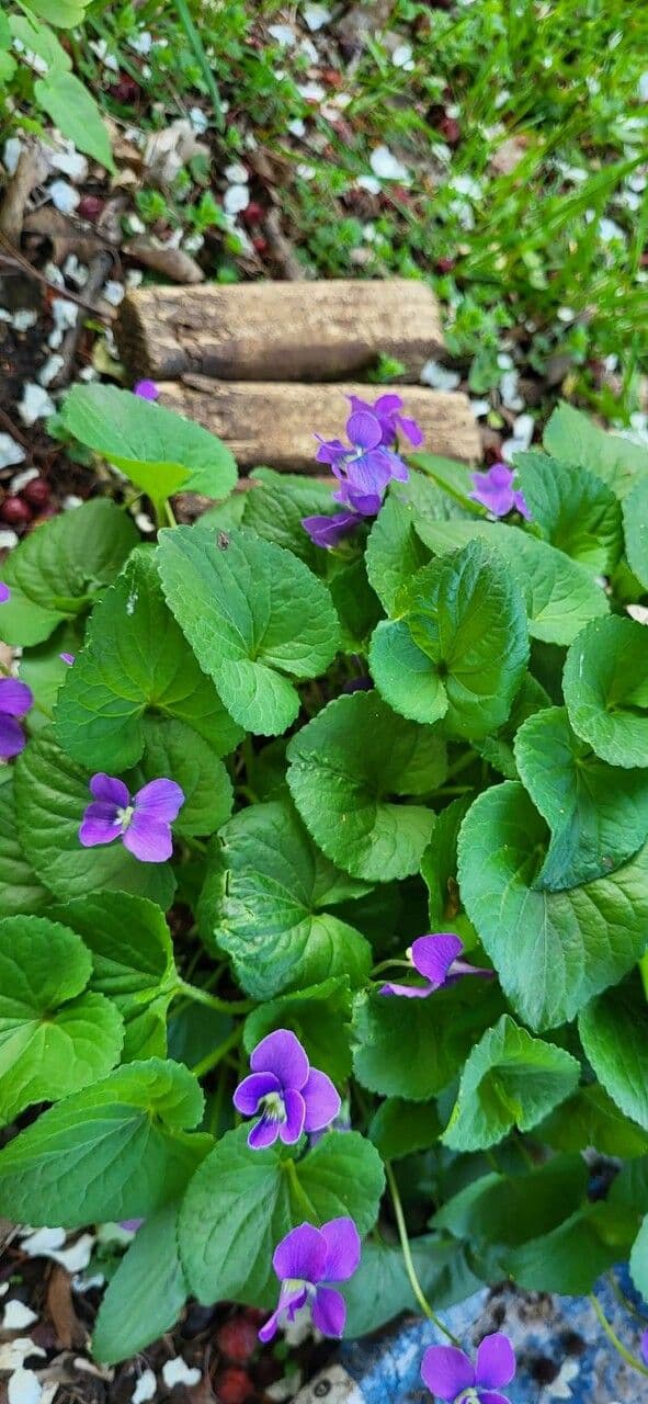 Viola americana 12