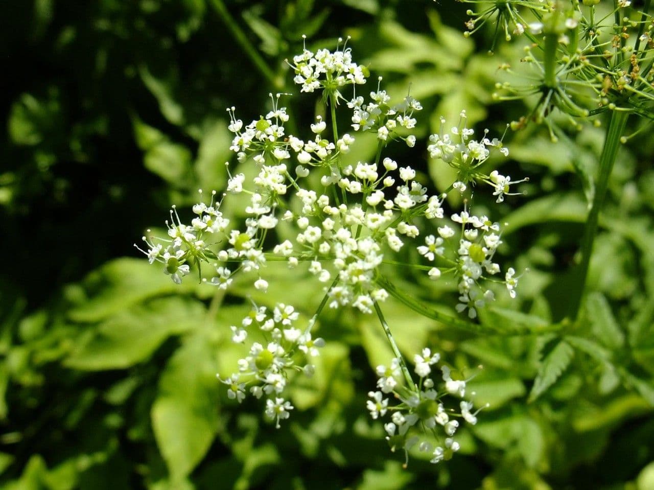 Cerfoglio aromatico 7