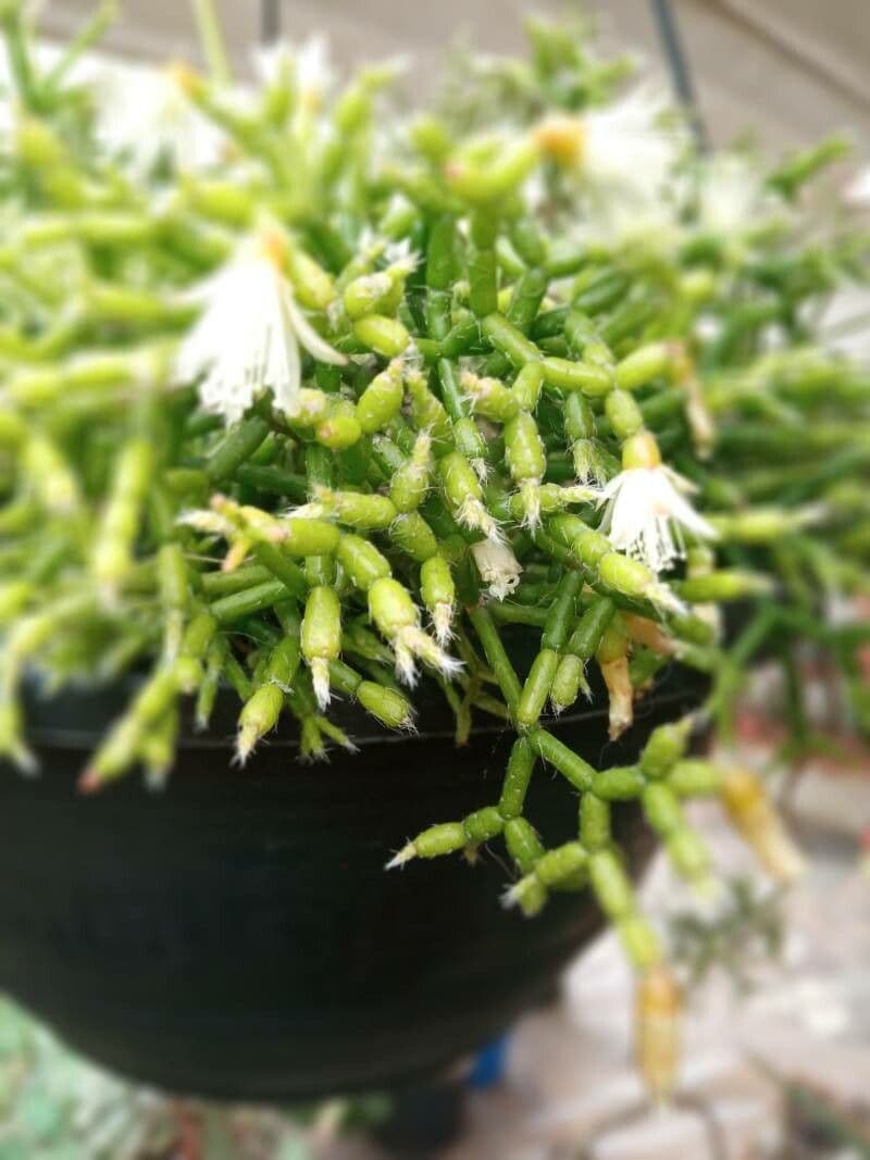 Cactus corail 17