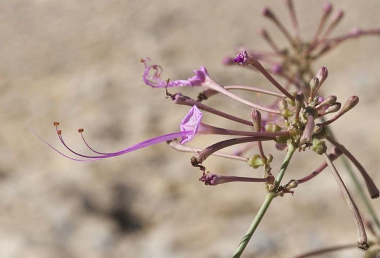Anulocaulis leiosolenus