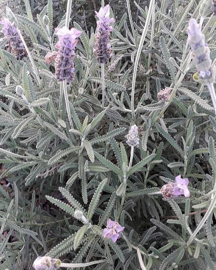 Lavanda dentata 27