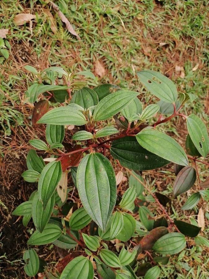 Glory bush 11