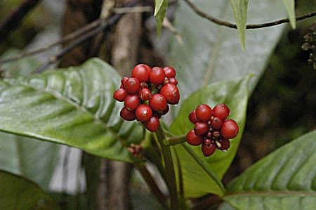 Psychotria nervosa 5