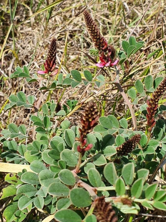 Indigofera 5