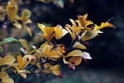Photinia villosa 19