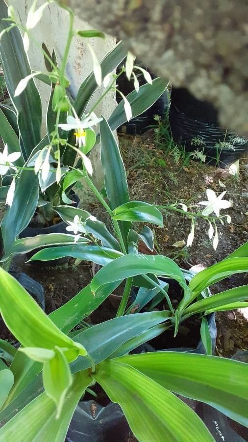Arthropodium 2