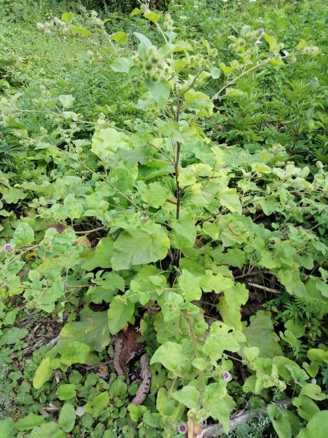 Bardana selvatica 11